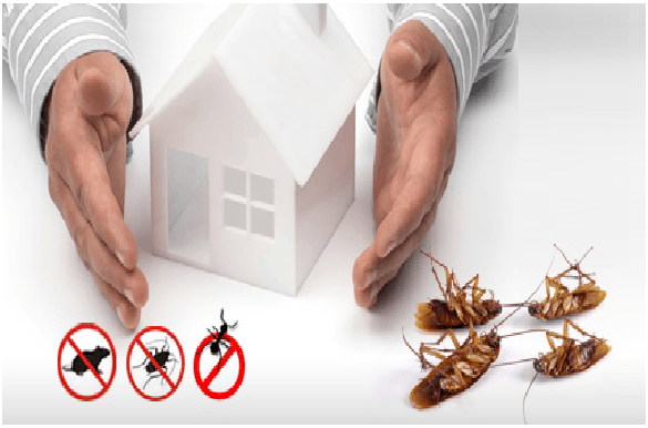 Get To Know The Basics of Integrated Pest Management