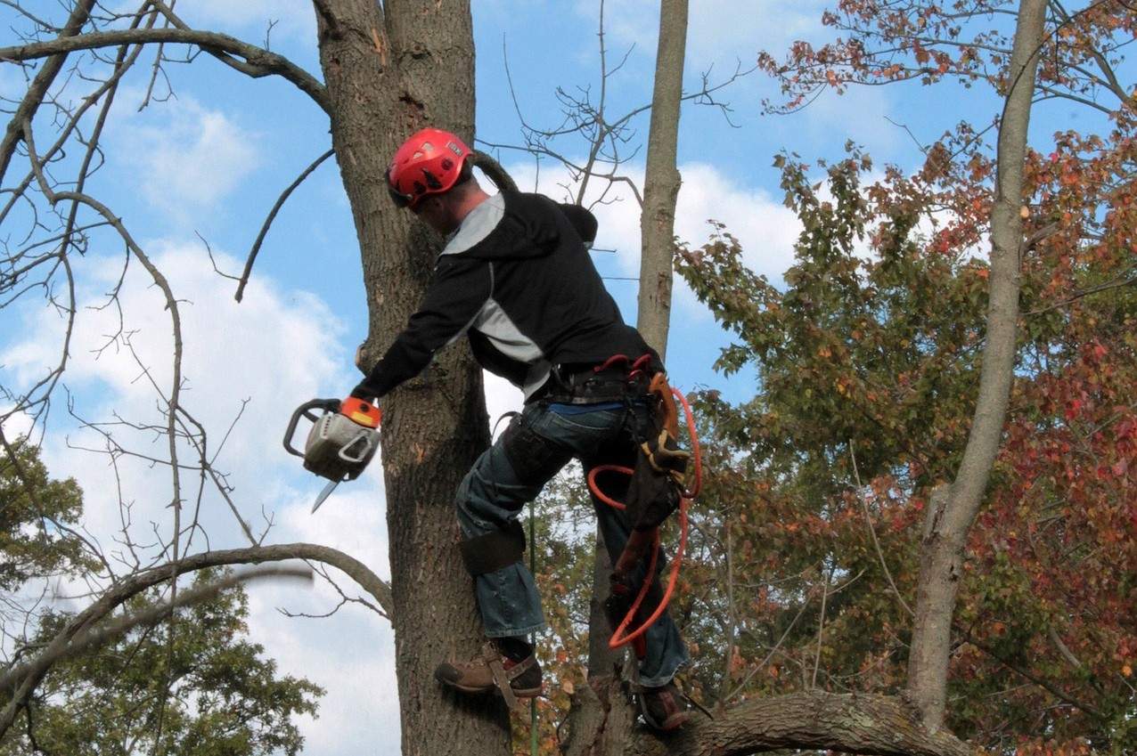 Tree Care Professional