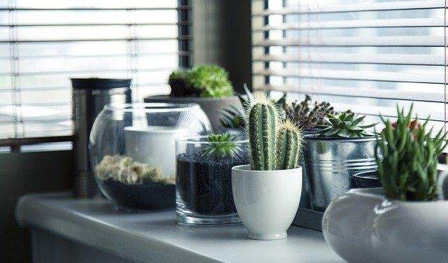 Distinguish Fake Plants from Real Houseplants