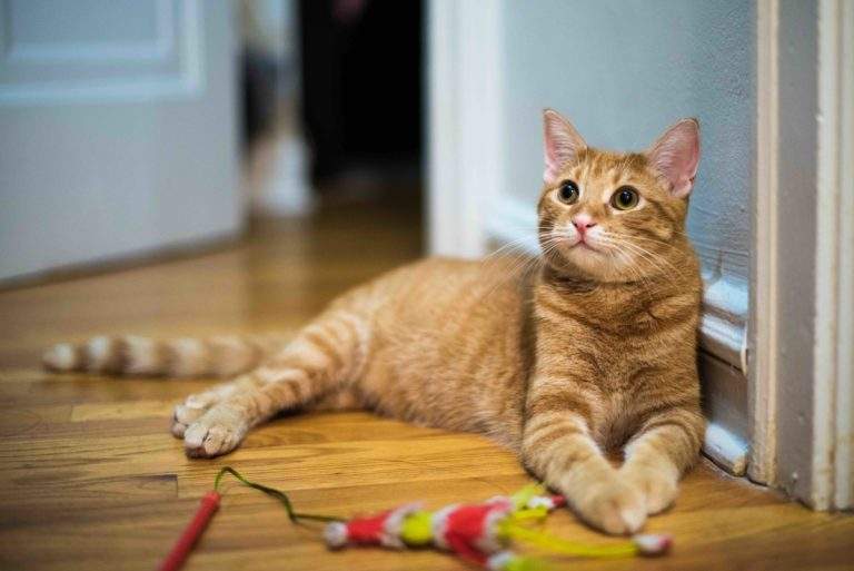 Top 10 Cat Products We Couldn’t Live Without