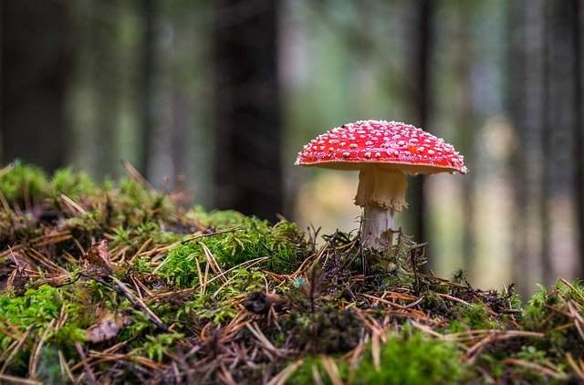 Mushroom Growing Farm Equipment