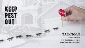 Keep Pests Away from Home