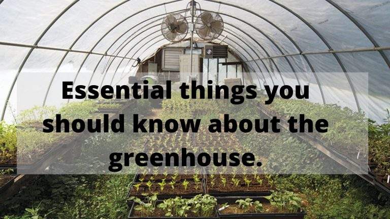 Essential Things you Should Know About the Greenhouse.