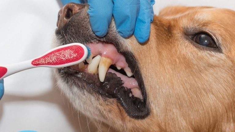 How to Take Care of Your Dog’s Dental Health