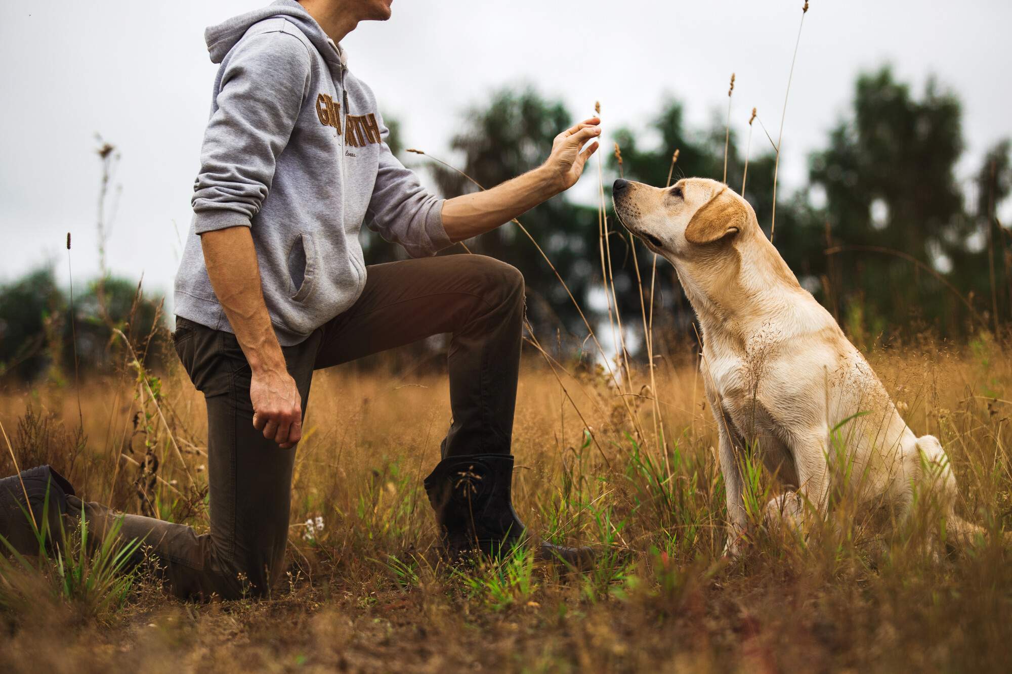 How to Choose a Trainer for Your Pup
