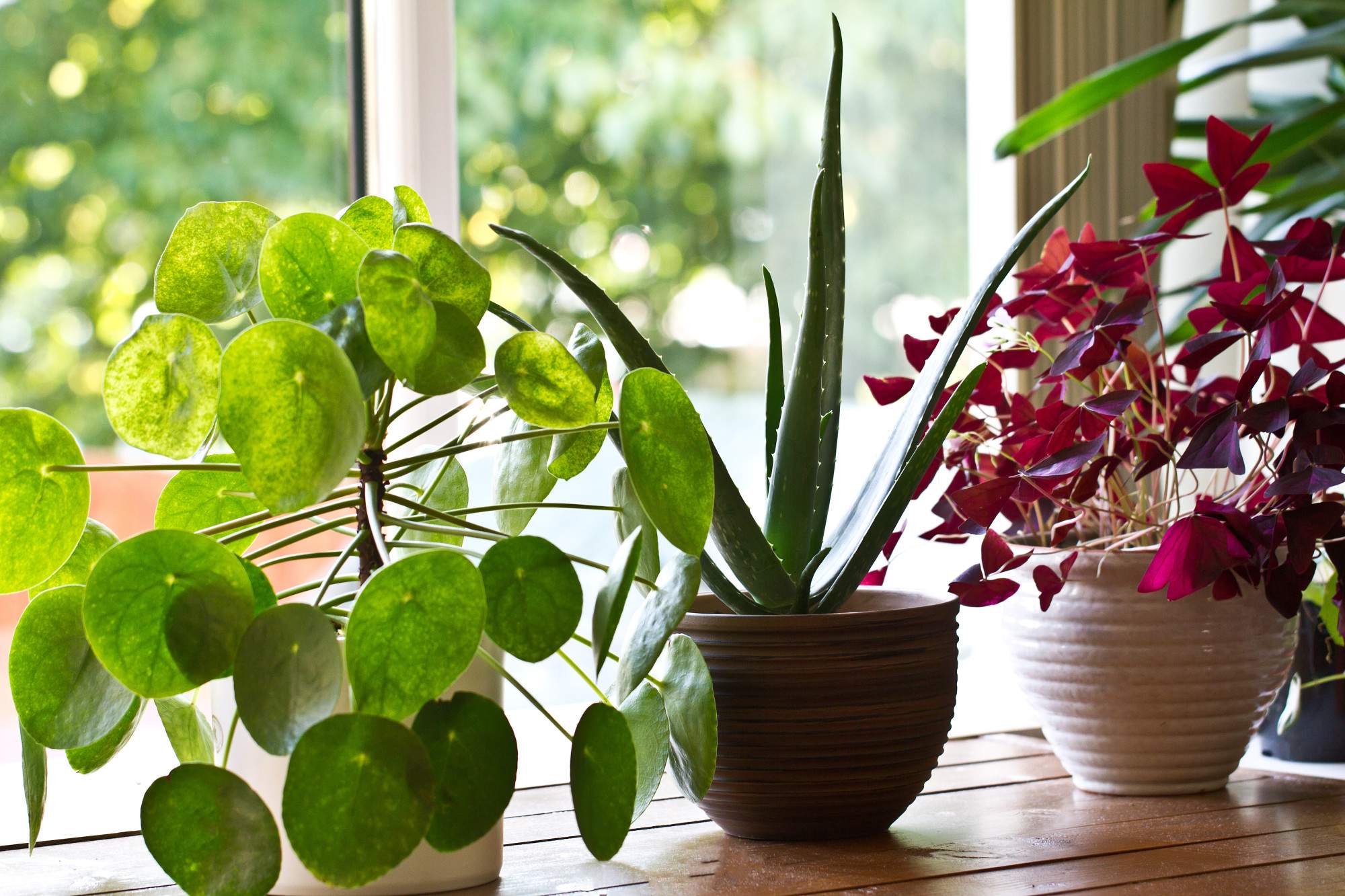 Best Indoor Plants for Beginners