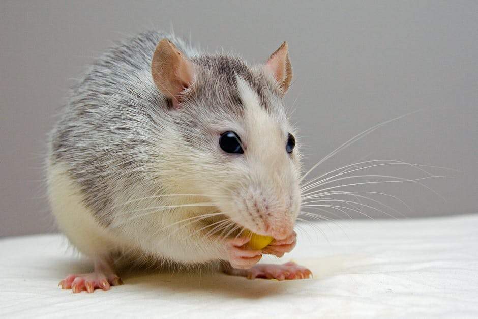5 Signs You Have a Rat Problem