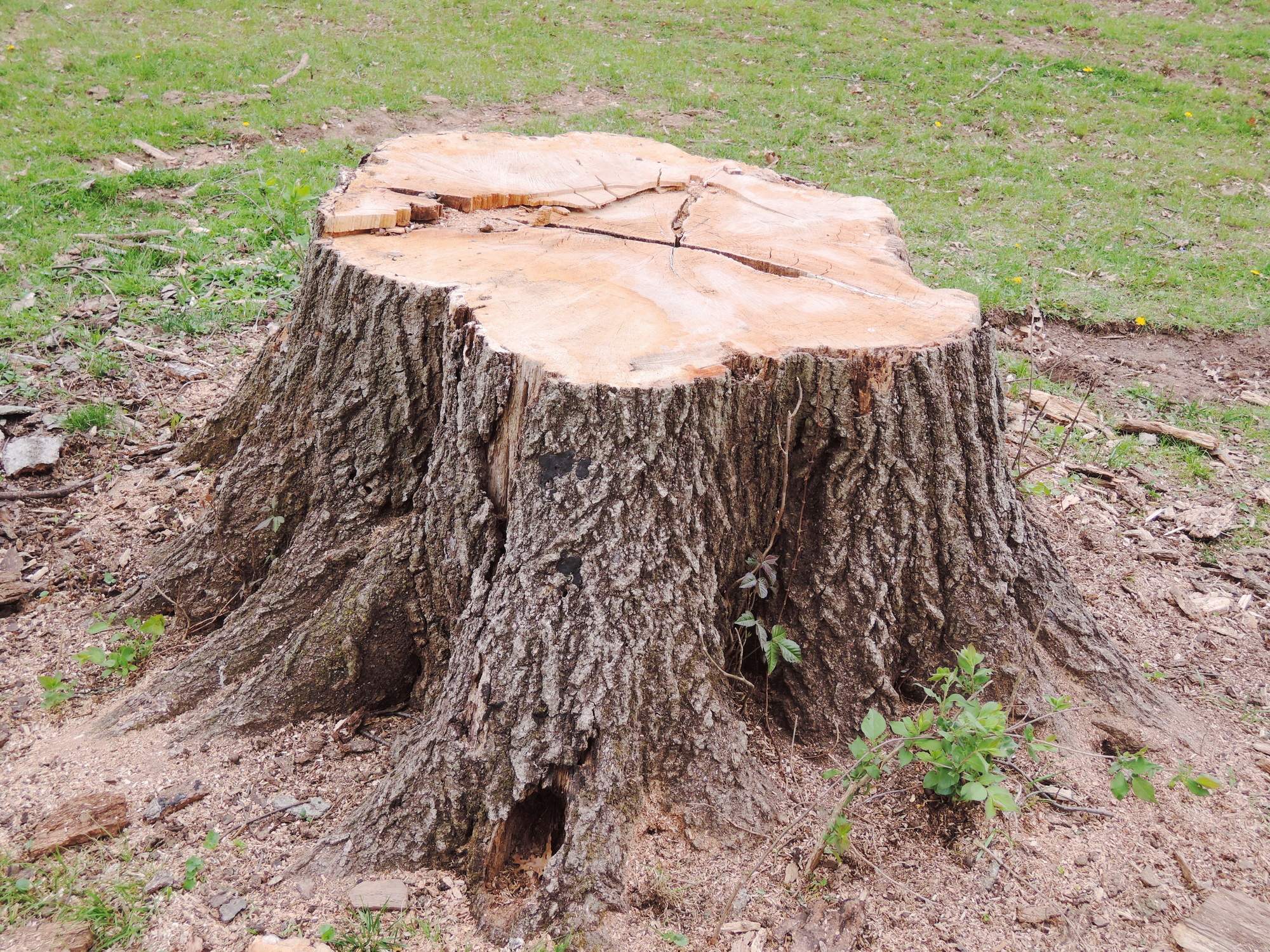 Don’t Get Stumped: Benefits of Using a Fecon STUMPEX for Stump Grinding