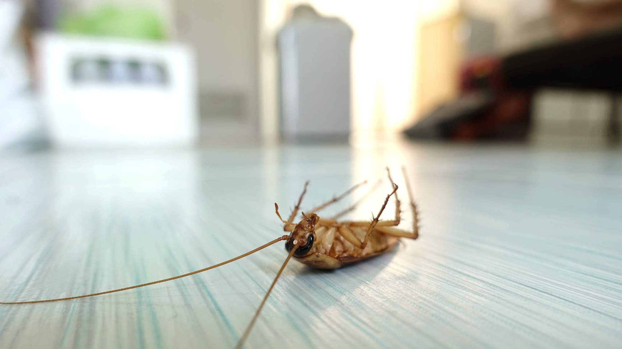 5 Signs It’s Time To Call Pest Control for Roaches