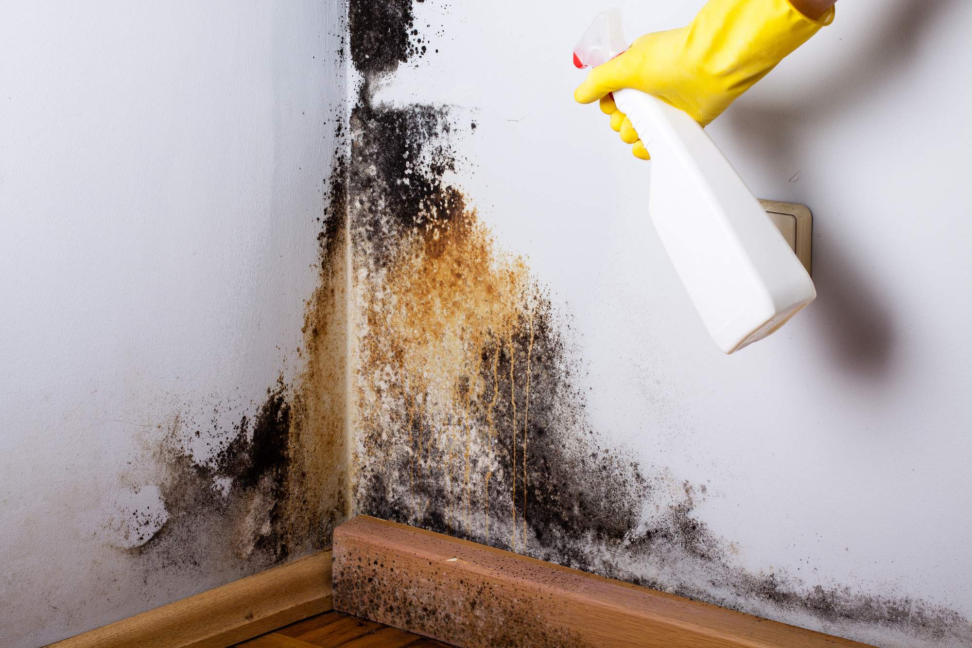 How to Eliminate Mold in Your Home