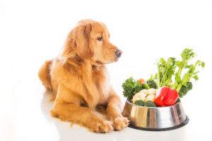 Types of Dog Food