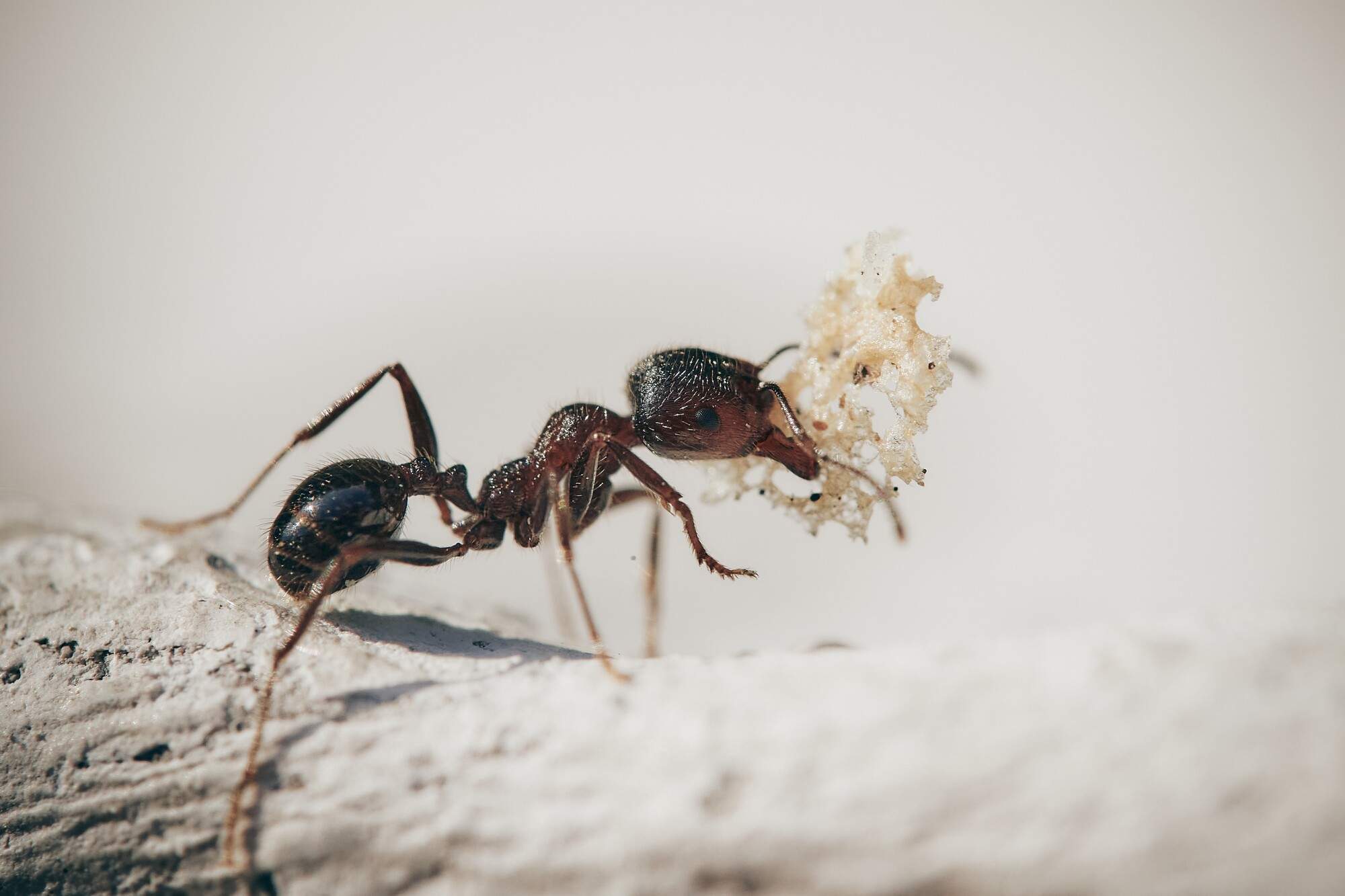 4 Signs of an Ant Infestation