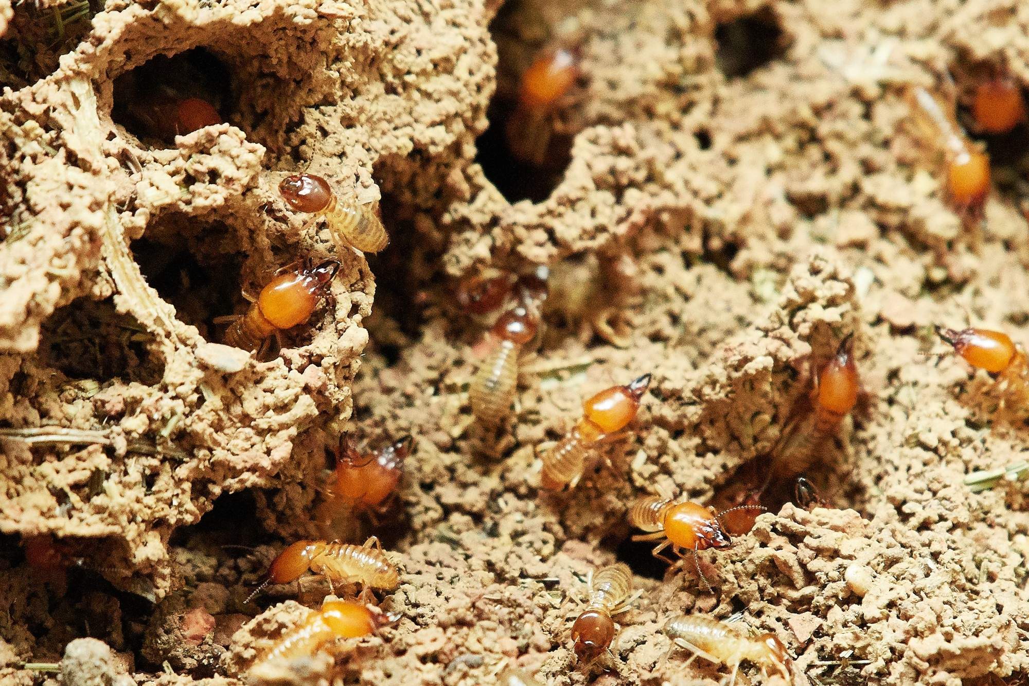 How to Get Rid of Termites: A Guide for Homeowners