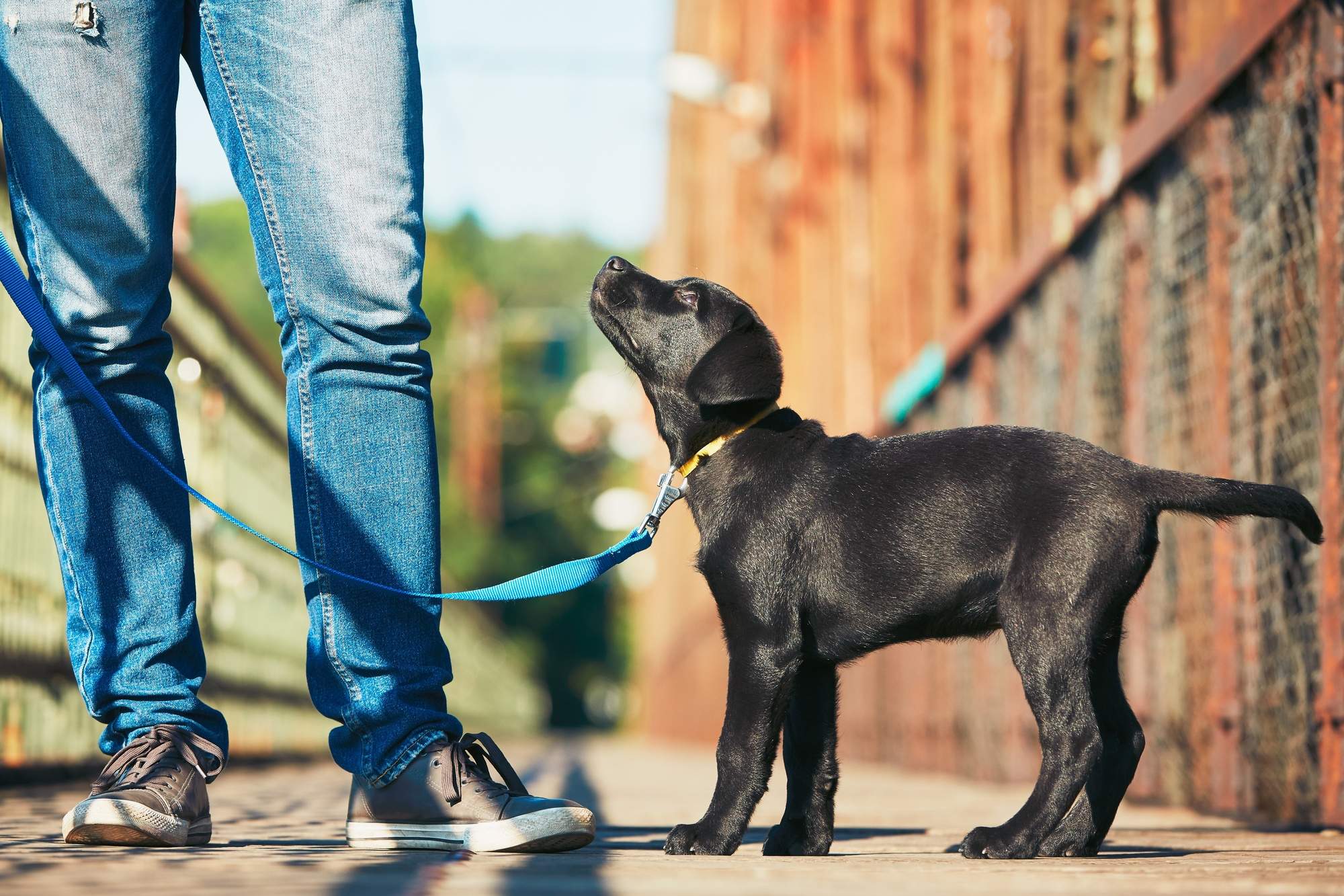 7 Puppy Training Tips for New Dog Owners