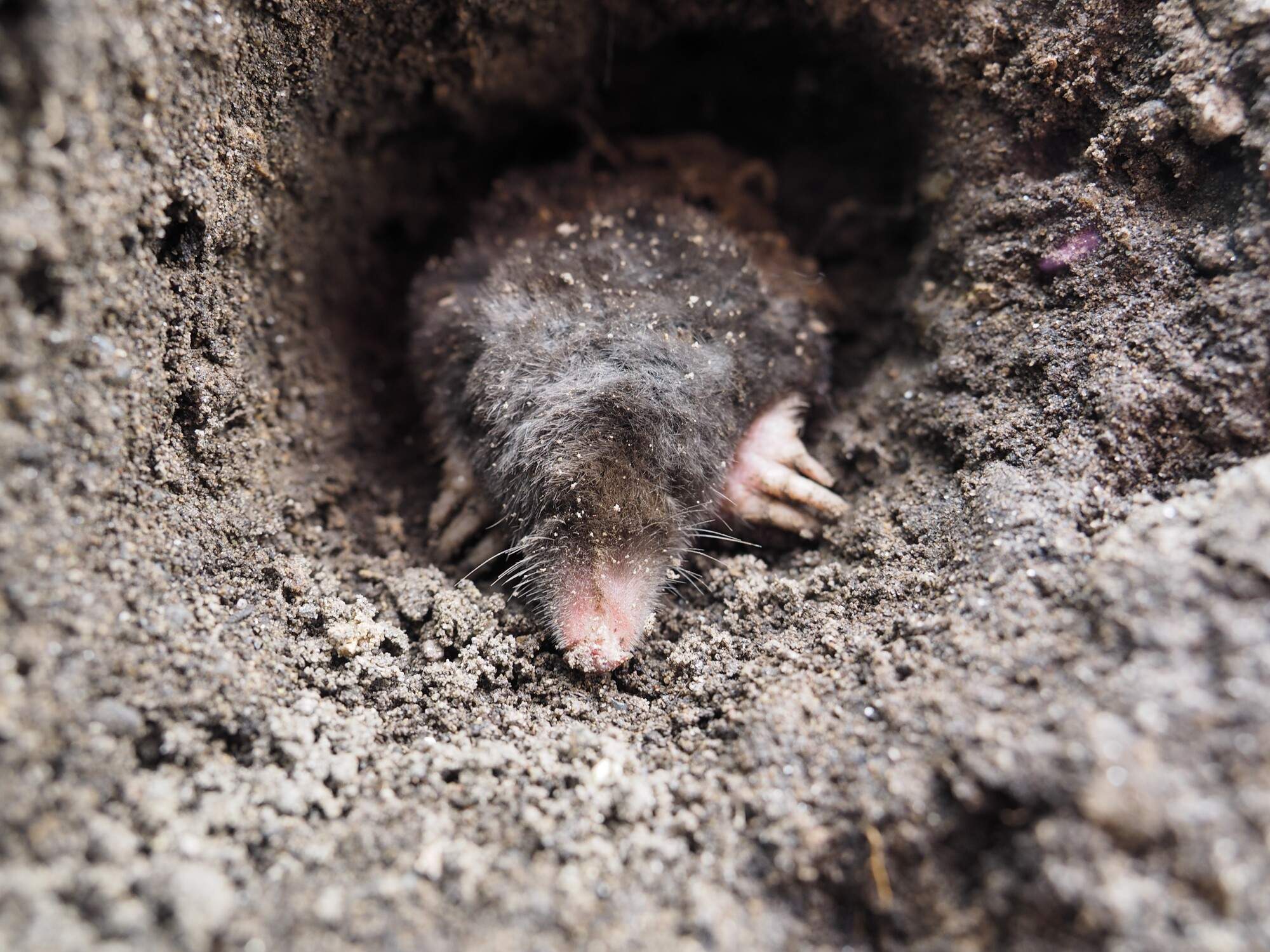 5 Sure Signs of a Mole Infestation In Your Yard