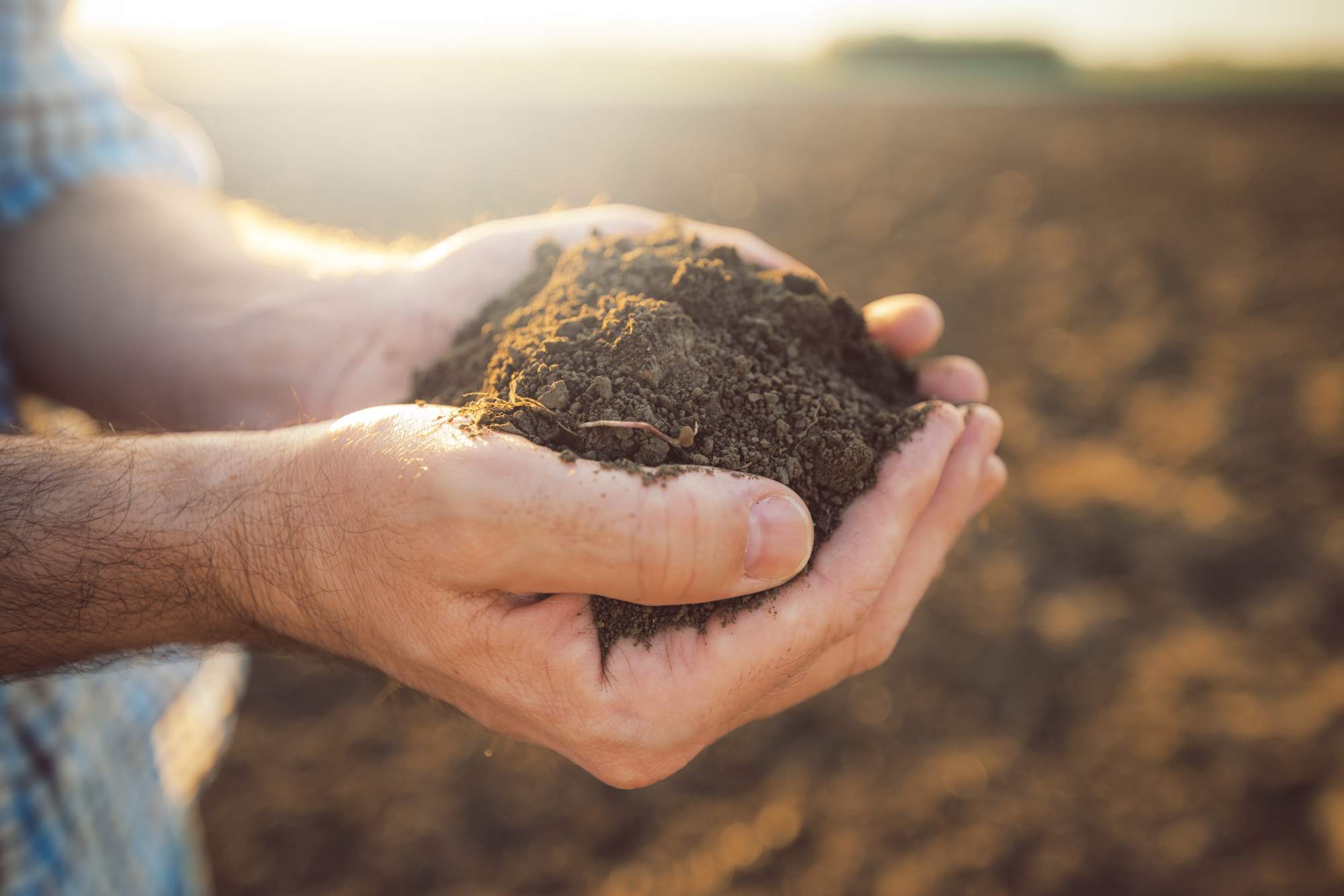 What’s the Difference Between Topsoil and Potting Soil?