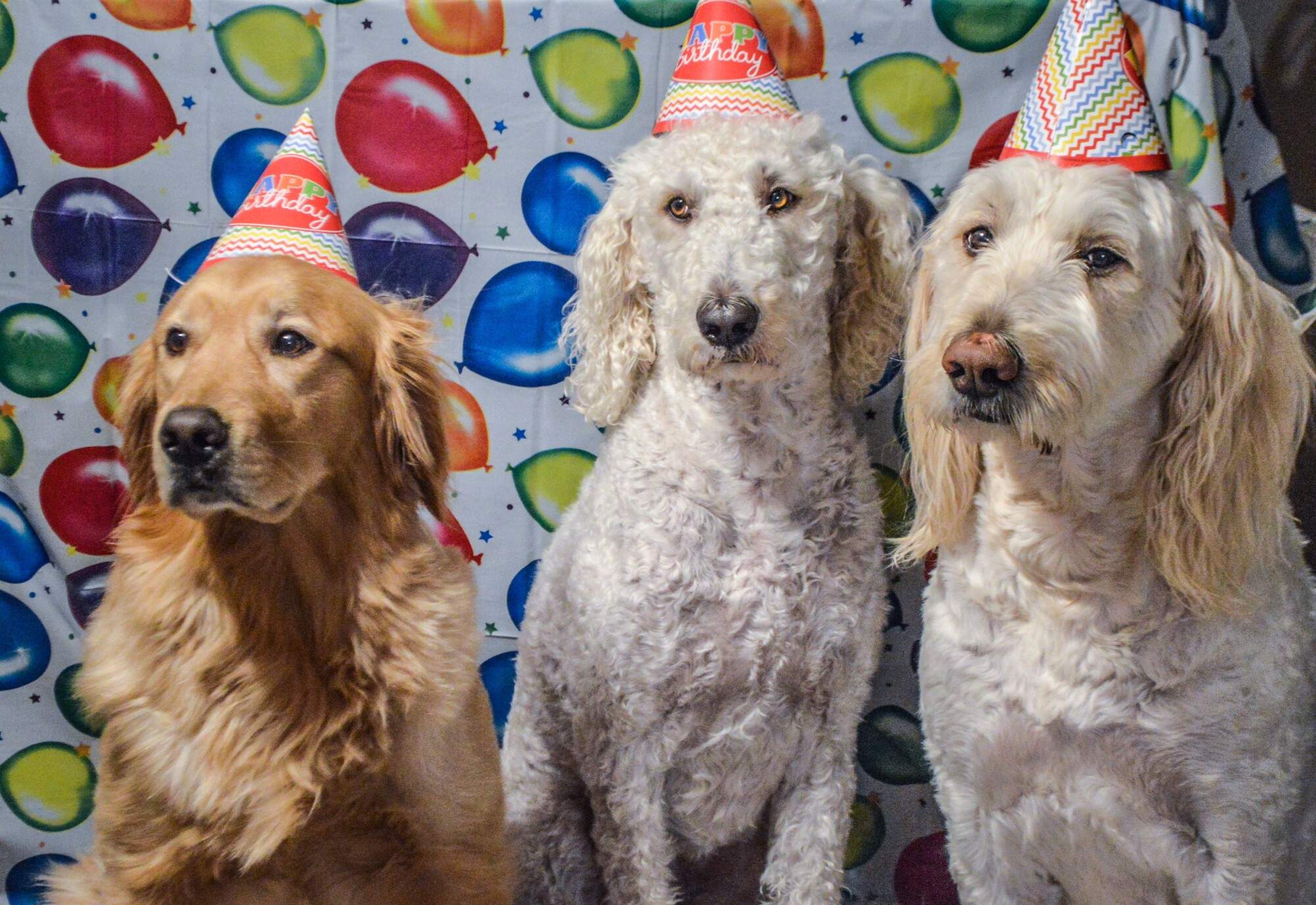 How to Throw the Perfect Dog Birthday Party