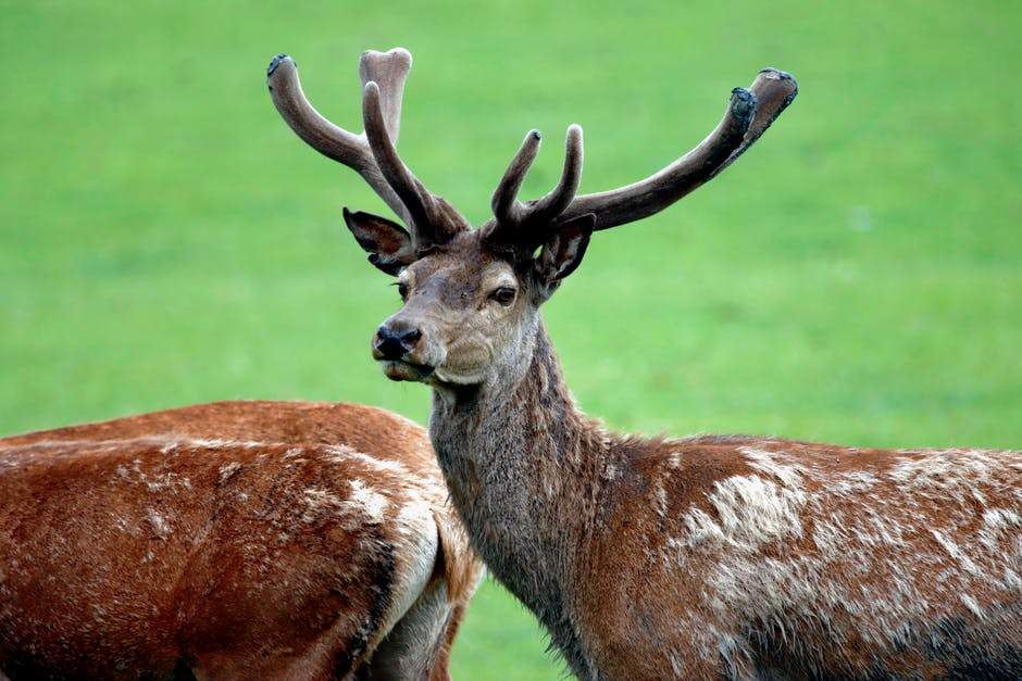 The Surprising Benefits of Deer Antler Velvet