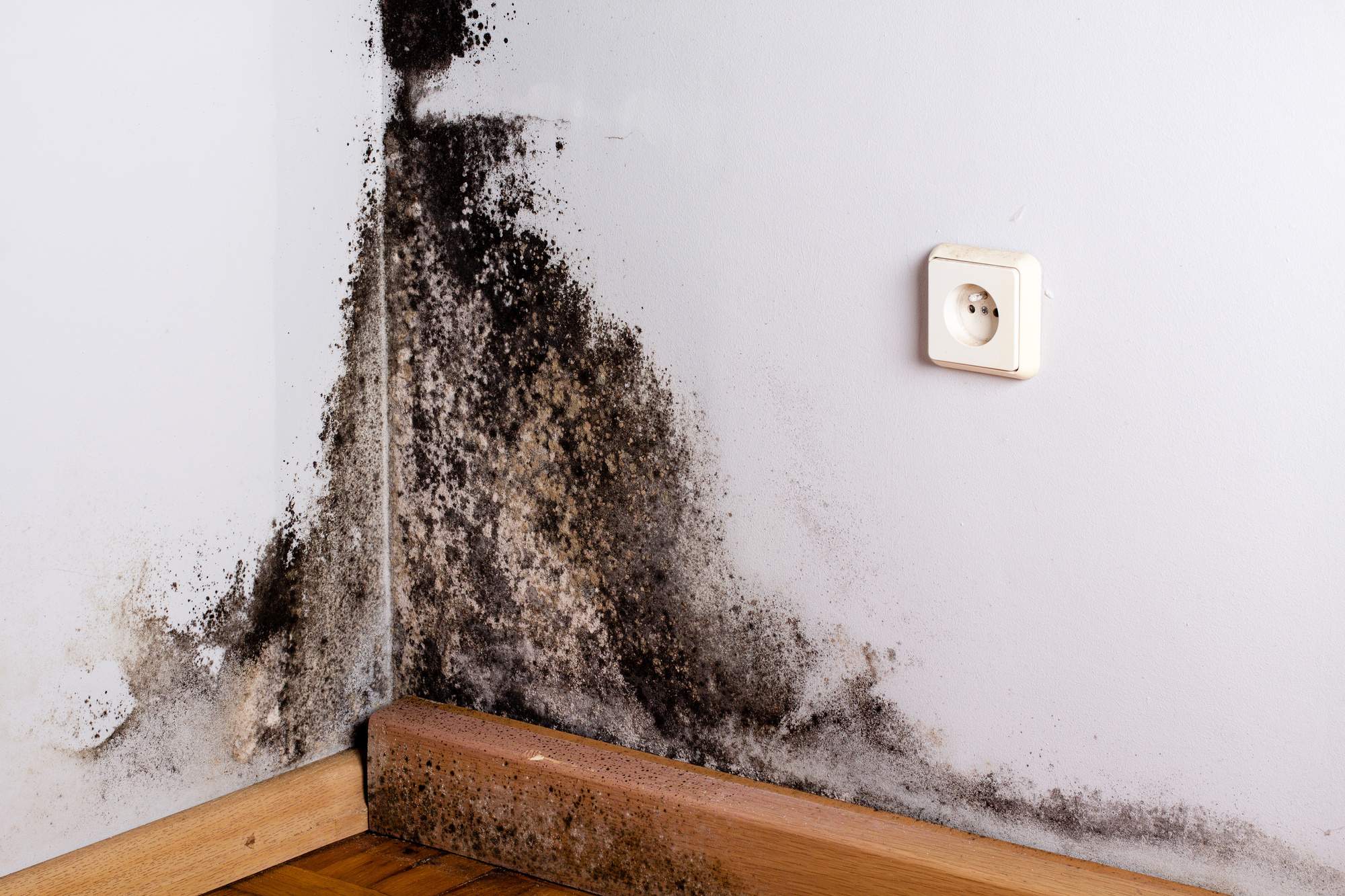 Is Living in a House With Mold Dangerous?