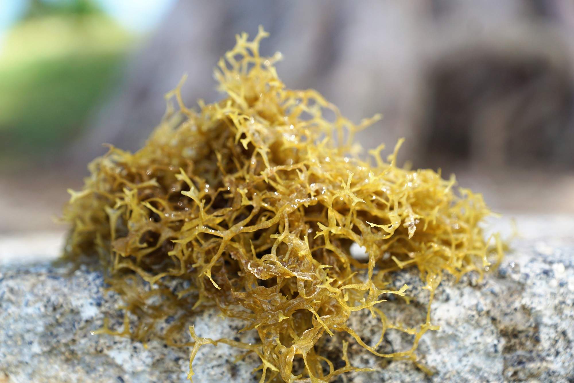 What Is Sea Moss?