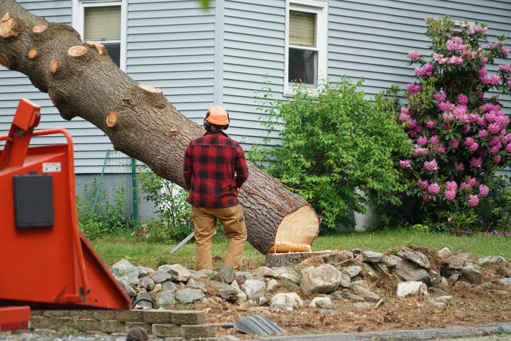 How Much Does a Tree Removal Company Charge?