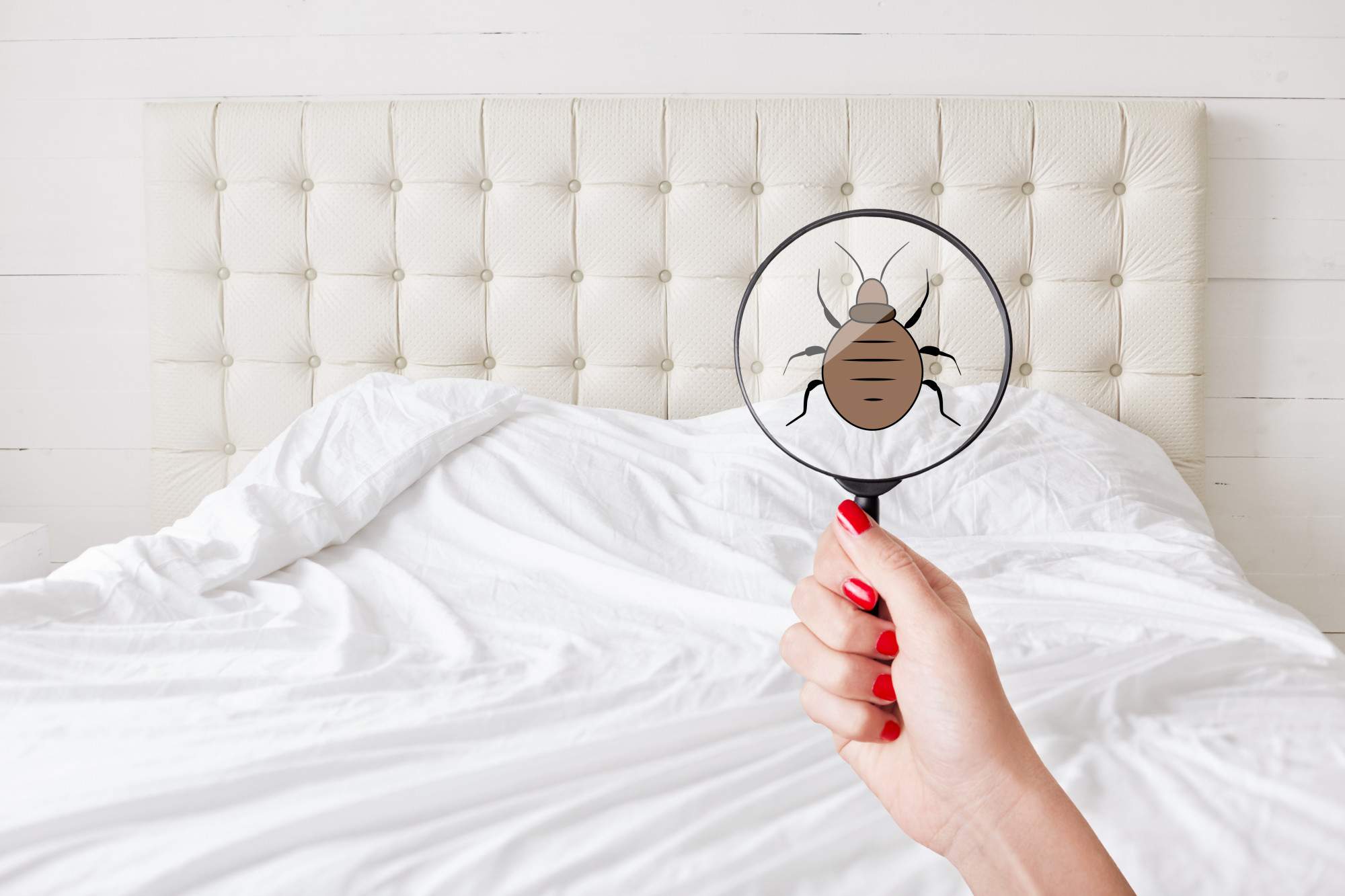 What Are the Types of Bed Bugs Found in Homes?