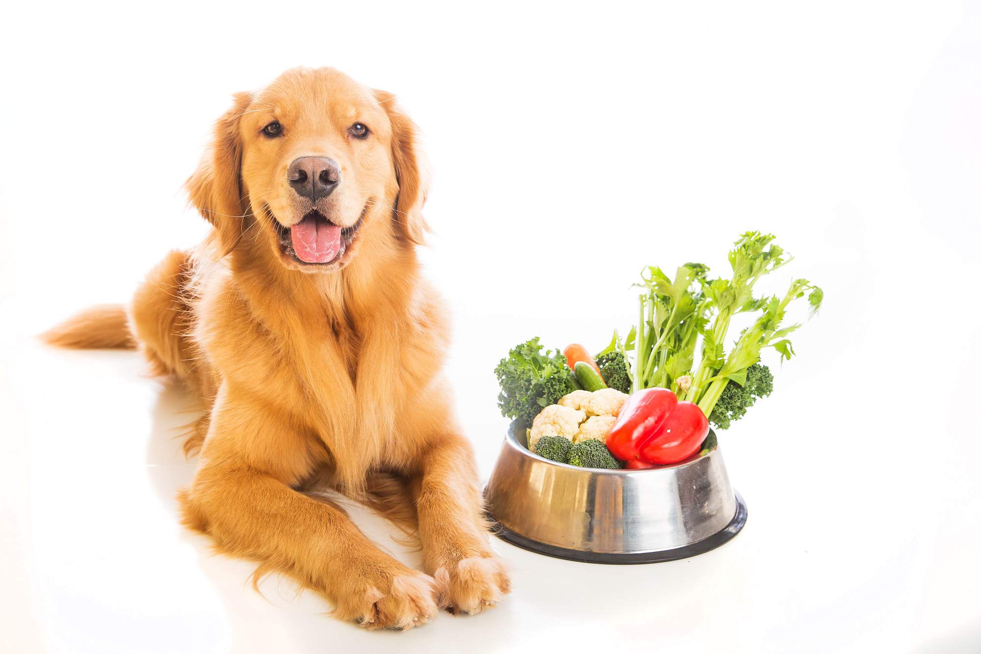 What You Don’t Know About Dog Nutrition