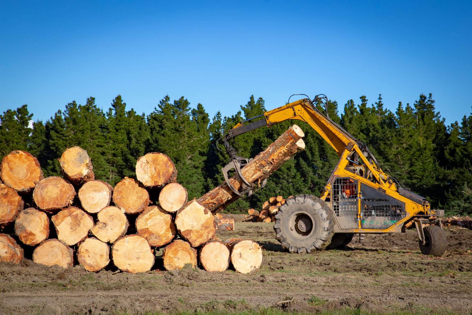 Timber vs Lumber: What’s the Difference?