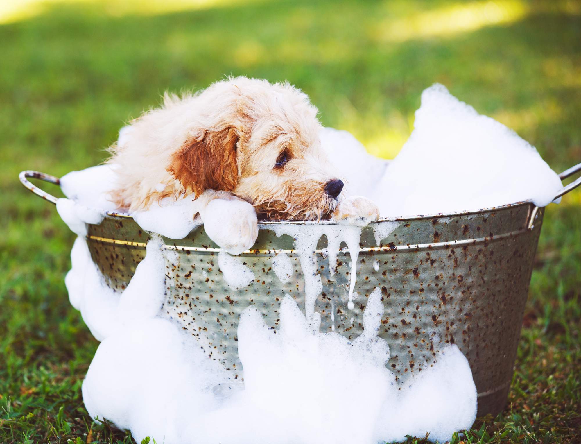 Pet Care Tips: How to Bathe a Dog
