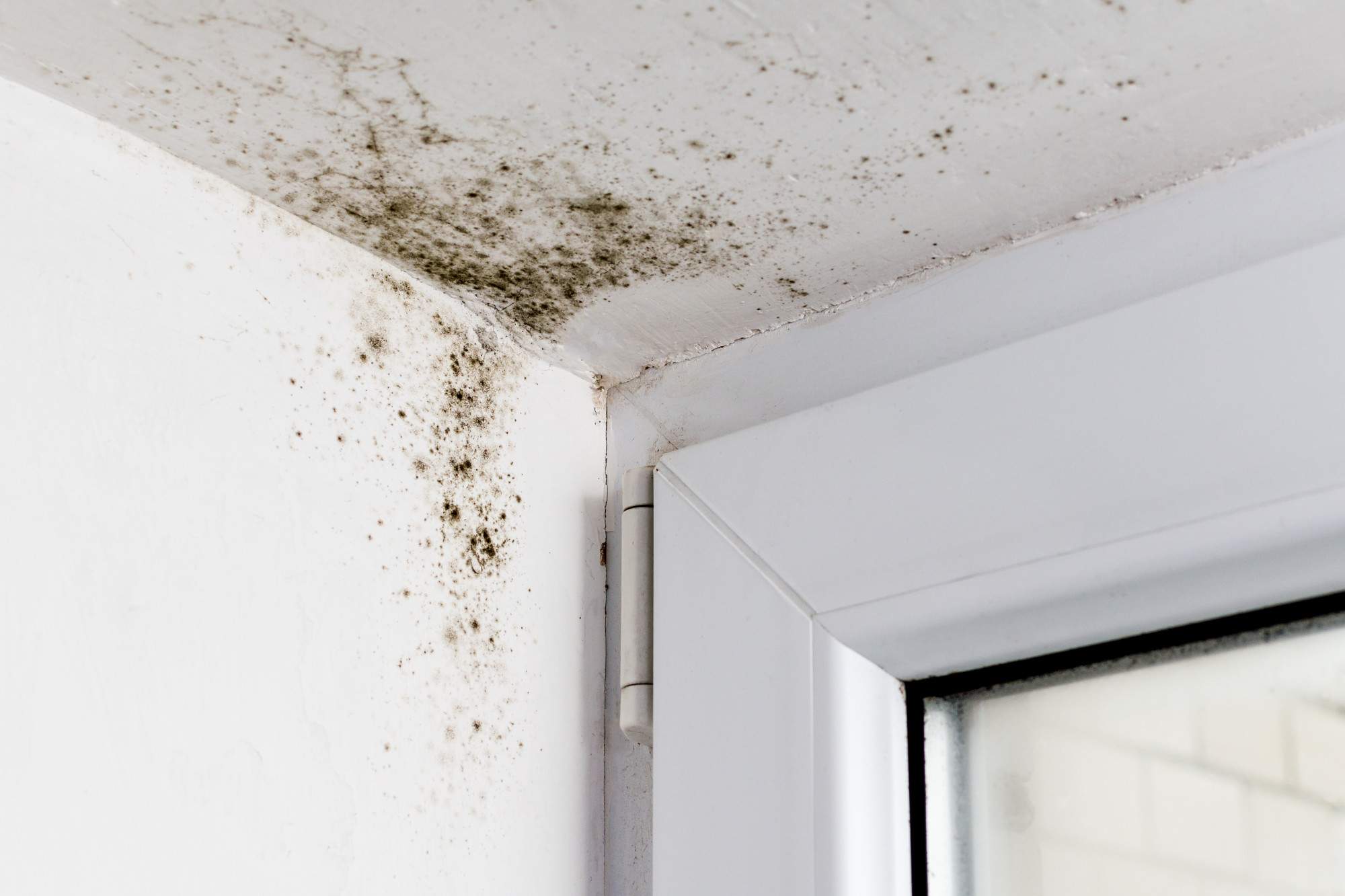 Signs of Mold in the House