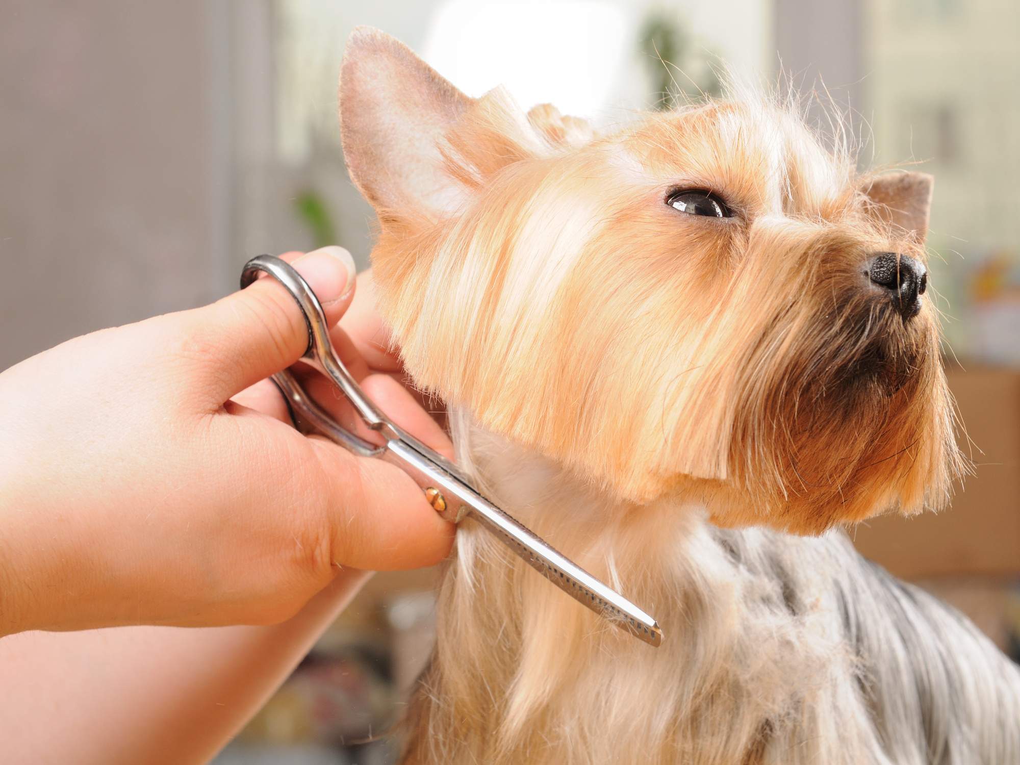 How to Become a Dog Groomer: The Basics Explained