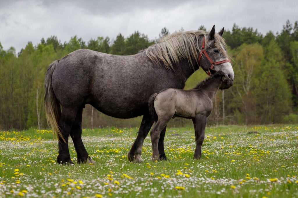 Equine Breeding