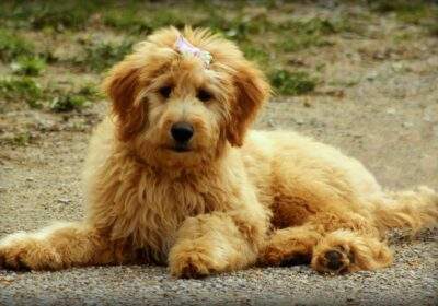 Unveiling the Emotional Benefits of Mini Goldendoodle Puppies: A Therapeutic Companion