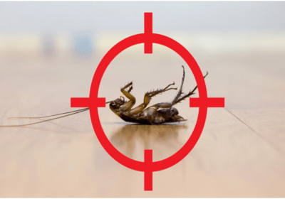 Things to Consider When Buying Cockroach Pest Control Products