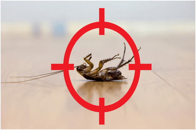 Things to Consider When Buying Cockroach Pest Control Products